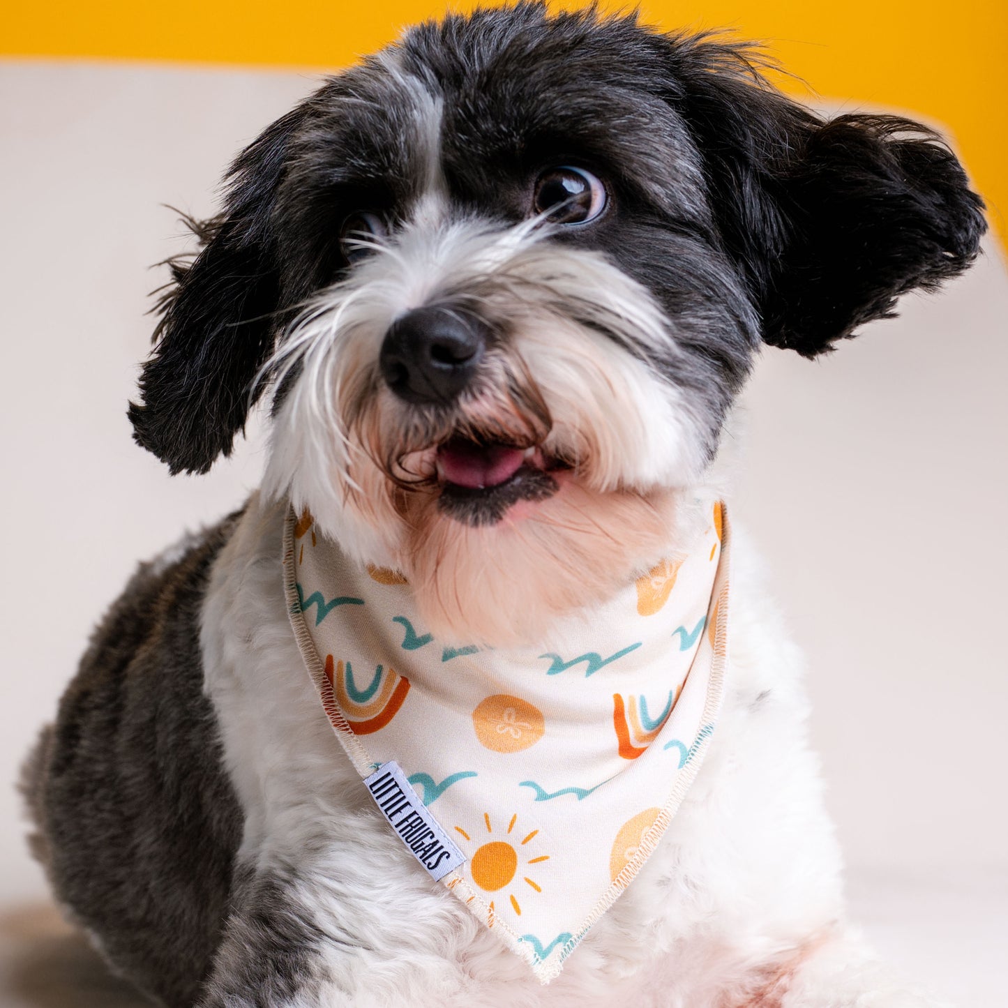SAND DOLLARS & SUNSHINE | PET BANDANA | READY TO SHIP