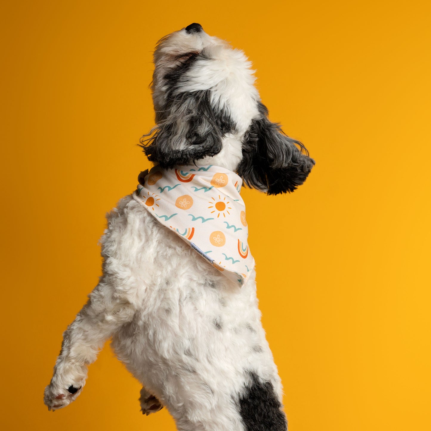 SAND DOLLARS & SUNSHINE | PET BANDANA | READY TO SHIP