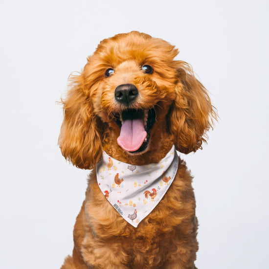 BACKYARD CHICKENS  | PET BANDANA